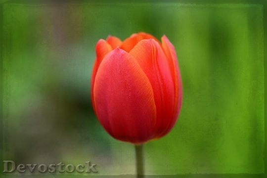 Devostock Tulip Flower Red Blossom