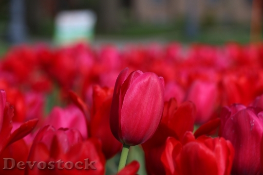 Devostock Tulip Flower Red Flower 0