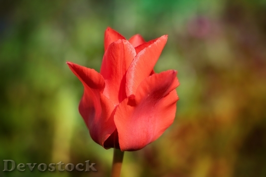Devostock Tulip Flower Red Flower