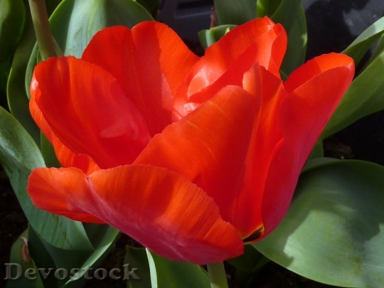 Devostock Tulip Flower Red Spring