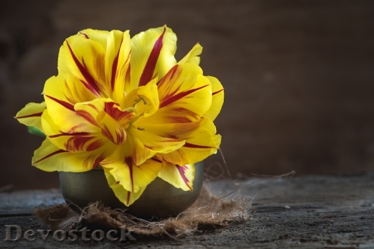 Devostock Tulip Flower Red Yellow