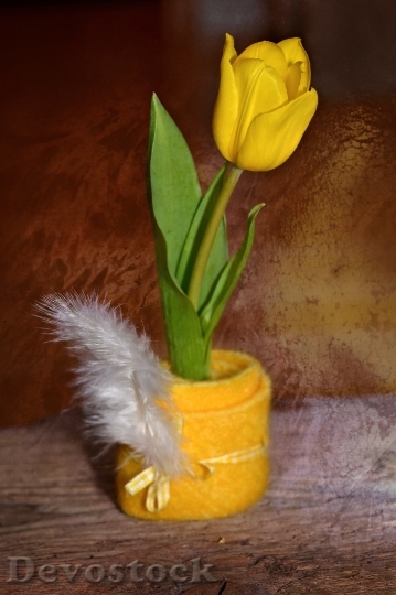 Devostock Tulip Flower Schnittblume 719333