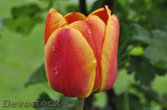 Devostock Tulip Flower Schnittblume 755375