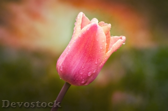 Devostock Tulip Flower Schnittblume 755435