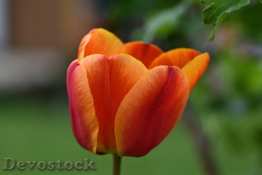 Devostock Tulip Flower Schnittblume 765970
