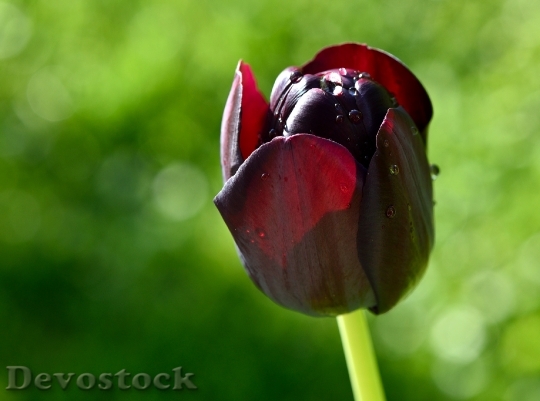 Devostock Tulip Flower Schnittblume 768180