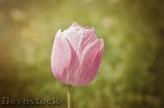 Devostock Tulip Flower Schnittblume 790507