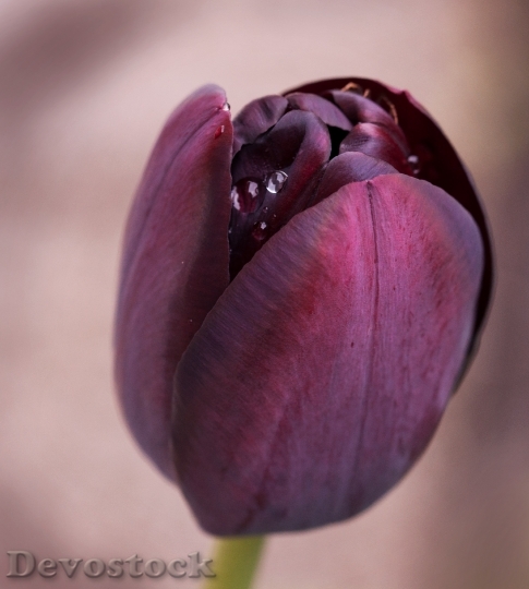 Devostock Tulip Flower Schnittblume Blossom