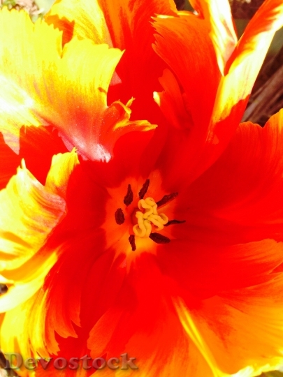 Devostock Tulip Flower Sharpness Game