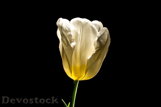 Devostock Tulip Flower Spring Blossom 0