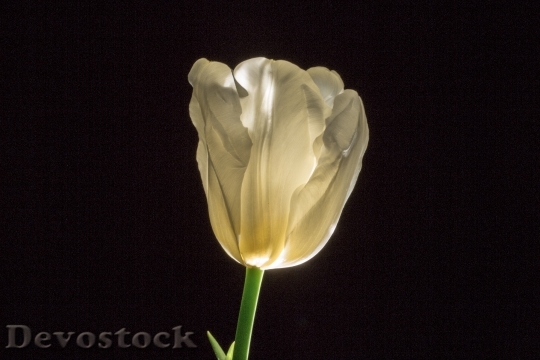 Devostock Tulip Flower Spring Blossom 1
