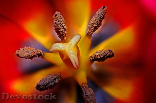 Devostock Tulip Flower Spring Floral