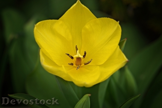 Devostock Tulip Flower Spring Flower 1