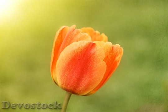 Devostock Tulip Flower Spring Flower 4