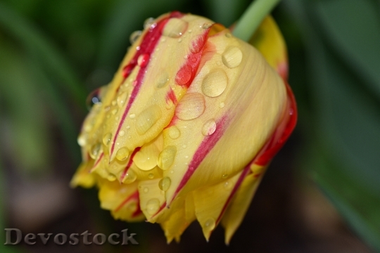 Devostock Tulip Flower Spring Flower