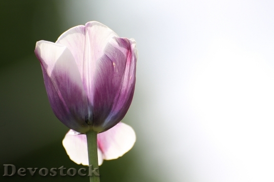 Devostock Tulip Flower Spring Nature 2