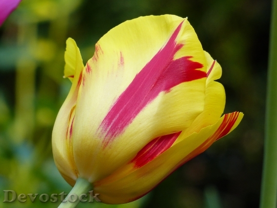 Devostock Tulip Flower Spring Plant