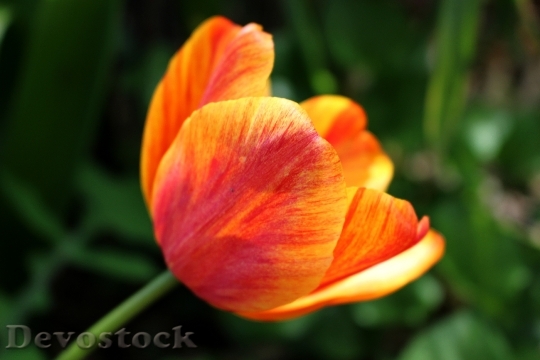 Devostock Tulip Flower Spring Yellow 1