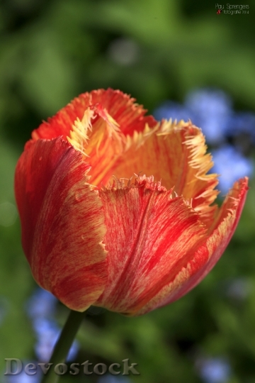 Devostock Tulip Flower Tulips Flowers