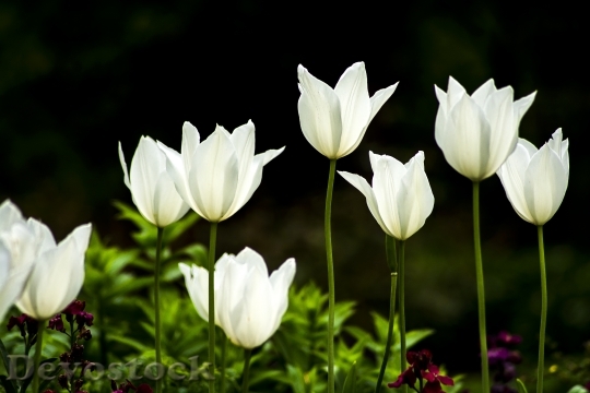 Devostock Tulip Flower White Flower