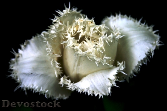 Devostock Tulip Flower White Frayed