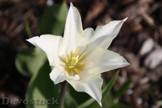 Devostock Tulip Flower White Plant