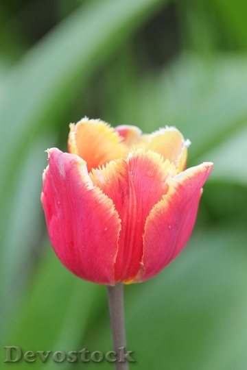 Devostock Tulip Flower Yellow Coloring