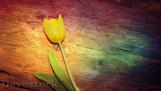 Devostock Tulip Flower Yellow Flowers 1