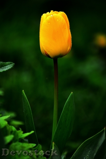 Devostock Tulip Flower Yellow Spring
