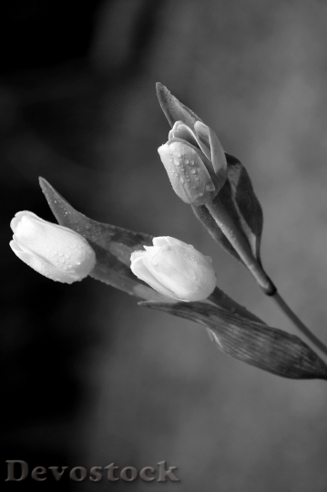 Devostock Tulip Flowers Drops Spring