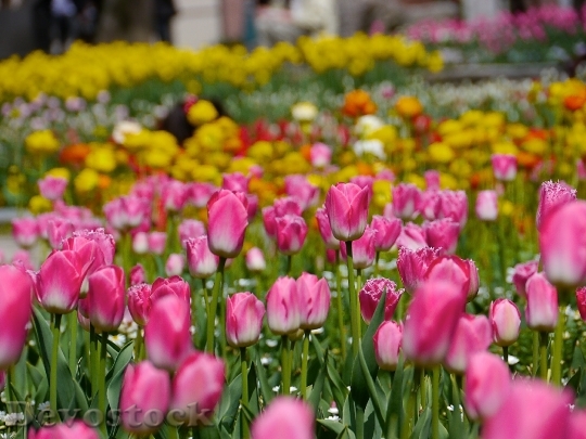 Devostock Tulip Flowers Field Colorful