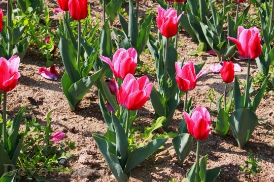 Devostock Tulip Flowers Flower Garden