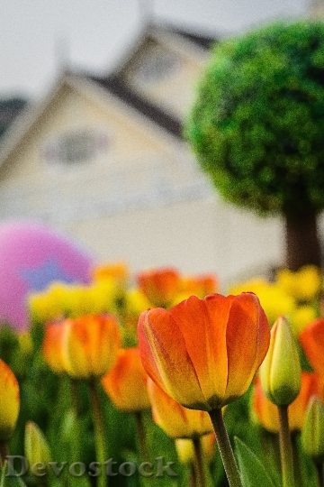 Devostock Tulip Flowers Hill House