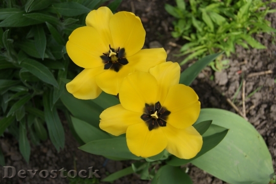 Devostock Tulip Flowers Nature 312975