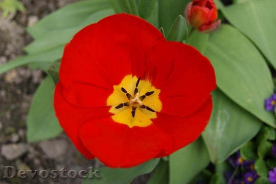 Devostock Tulip Flowers Nature 312977