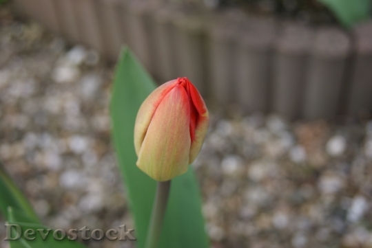 Devostock Tulip Flowers Nature 312987