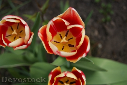 Devostock Tulip Flowers Nature 312989