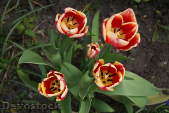 Devostock Tulip Flowers Nature 312990