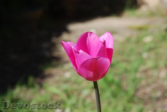 Devostock Tulip Flowers Pink Rose