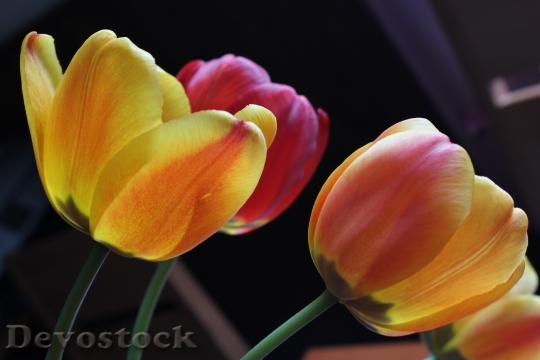 Devostock Tulip Flowers Plants Colors