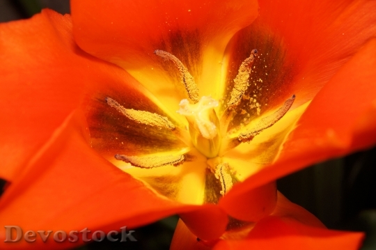 Devostock Tulip Flowers Sharpness Game