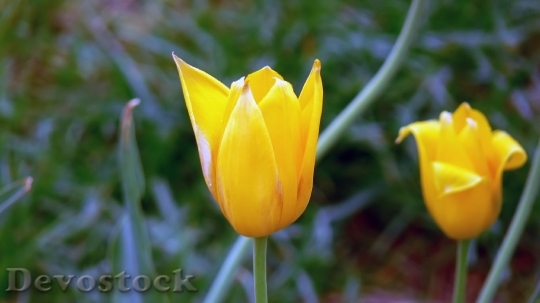 Devostock Tulip Flowers Spring Cute