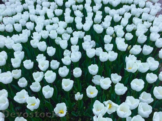 Devostock Tulip Flowers White Huang 1