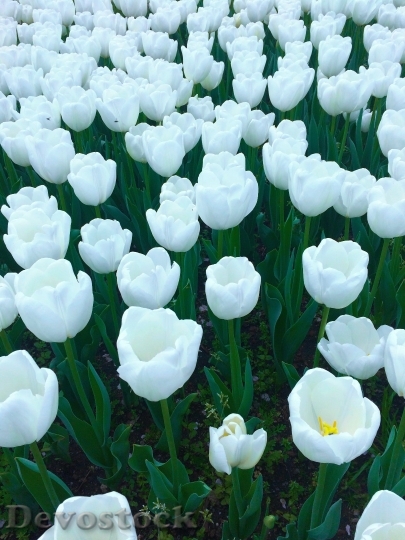 Devostock Tulip Flowers White Huang
