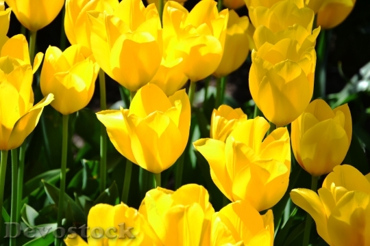 Devostock Tulip Flowers Yellow Bunch