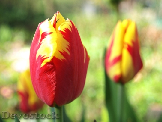 Devostock Tulip Garden Spring Nature