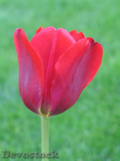 Devostock Tulip Grass Spring Red