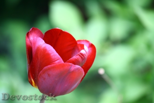 Devostock Tulip Haze Red Garden