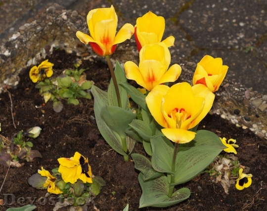 Devostock Tulip Holland Spring Flower