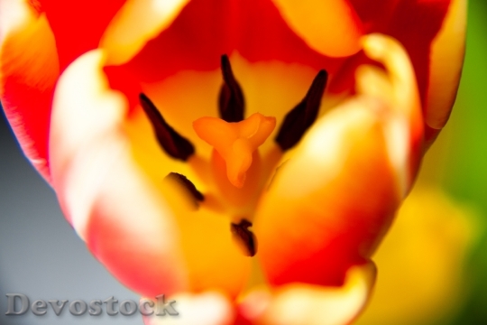Devostock Tulip Inside Plant Flowers